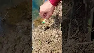 mancing belut gak taunya lubang kepiting wkwk #shorts #shortvideo #mancingbelut
