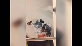 Battery Operated Plastic Walking Animals