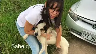 # Cadela Atropelada Agradece Protetores Que A Salvaram