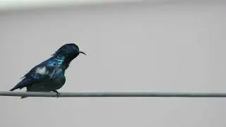 Sunbird | purple sunbird | sunbird call | black sunbird