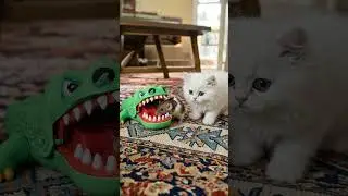 Pocket Drama - Hamster in the Croc Mouth 😳🐹
