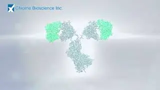 Affinity Maturation of Existing Antibodies using the ADLib&reg; Platform - Chiome Bioscience