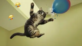 Hilarious Cat Behavior That's Pure Comedy Gold