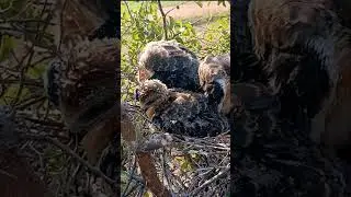 Stretch and Feast #BlackWingedBird #BirdBehavior #shorts