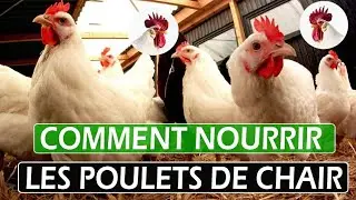 Comment nourrir les poulets de chair,d&eacute;couvrez 7 M&eacute;thodes efficaces !! #&eacute;levage  @ceaservices5692
