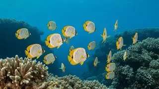 Luminous Reef  &ndash; Glowing Coral & Soothing Underwater Serenity