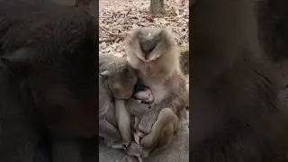 Heartwarming Beautiful lovely monkey Grandma holding comforting Bessie ❤️ #shorts #viral #cute