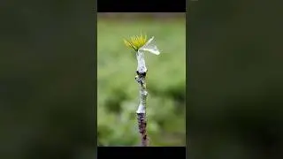 Mango Grafting Success Tips #garden