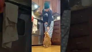 Spoiled cat licks from the spoon