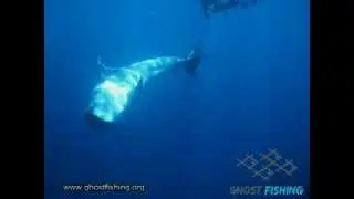 Dolphin asks divers for help (Tenerife) via Ghostdiving.org
