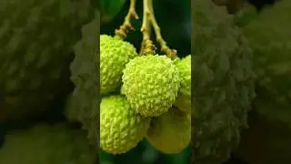 Cutting Glass Fruit Lychee 🍓 ASMR #ai #aiart #asmrsounds #asmr #aiasmr #satisfyingvideo #trend