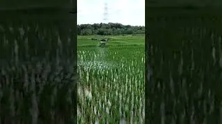 #villagelife #drone #fertilizer #spray #farming #rice Spraying fertilizer using drone