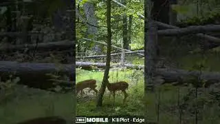 Growing up fast #shortsviral #trending #subscribe #outdoors