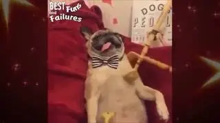 Dog moments of joy. Собака в нирване