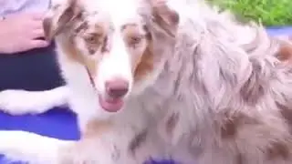 Cooling mat dog bed
