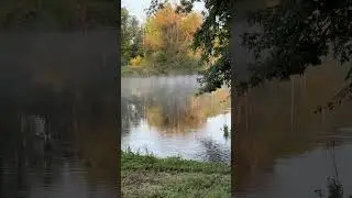 Deer swimming the river #whitetail#deer#morning