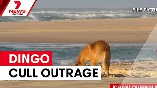 K'gari dingo cull sparks outrage among traditional owners | 7NEWS