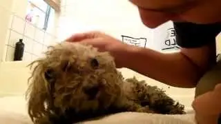 Blind Dog Living in a Trash Pile Gets the Most Beautiful Rescue - The End is Amazing