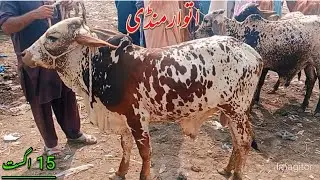 Atwar mandi Heavyweight Color Print bachday Online mandi Visit kary
