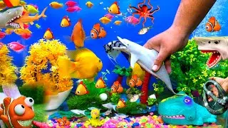Cute Rabbit Babies | Fish And Toys | Parrot Fish | Angle Fish | Cute Sea Animals | Fish Video Shark