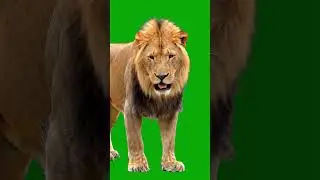 Lion Walking Green Screen Effect #lion #king #animals #jungle #animal #animalshorts #lions
