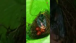 Tailorbird&rsquo;s Eggs &ndash; Nature&rsquo;s Tiny Miracle
