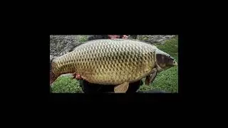 Top 5 Slovenian carpfishings lakes