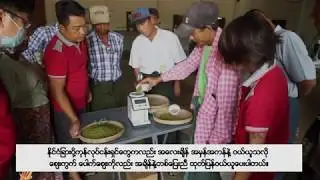 Transformed Myanma Agriculture with Good Agricultural Practices (GAP)
