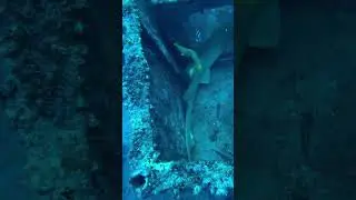Scuba Diving - Recife - Brazil