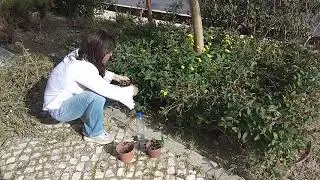 Como plantar ou cuidar de Madressilva/Lonicera