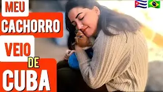 CÃO CUBANO SE REÚNE COM SUA FAMÍLIA NO BRASIL. Finalmente meu cachorro chegou ao Brasil🥹🇨🇺🇧🇷.