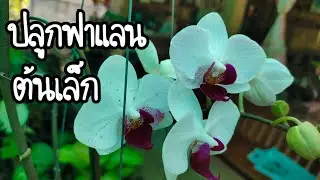 การปลูกฟาแลนนอปซิส ต้นเล็กๆ 1ปีมีดอก ราคาถูก มีดอกทั้งปี #ภิรมย์ปลูกต้นไม้