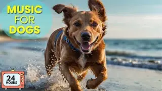 Best Music to Entertain and Calm Bored Dogs at Home: 24-Hour Mix