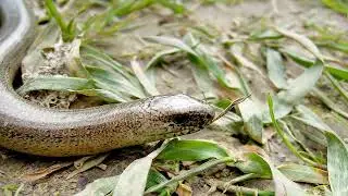 London Nature 31-Aug August's Reptiles and Amphibians: A World of Minatures