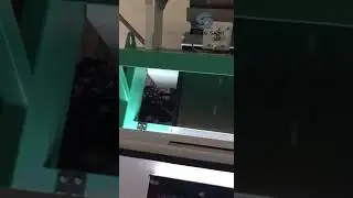 Henning Saint Color Sorter--image sorting