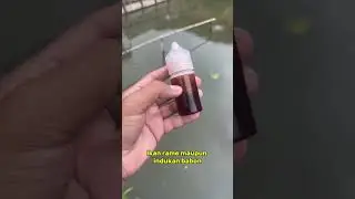 Essen ikan mas di musim hujan dijamin makanin #mancing #essenikanmas #fishing #essengacor ##essen
