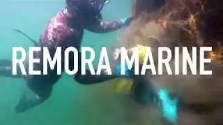 Remora Solo in Action