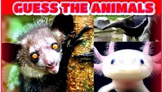 How Many Animals do You Know ? (Animal Trivia Quiz) 🤔👀