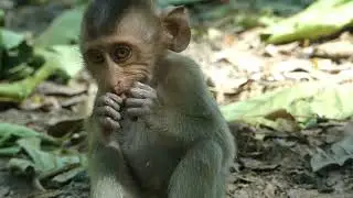 Smart Brady run to escape catching baby