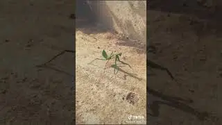 Visil Theme🎙️| Comment the Insect Name👈🏼| Yuppie_Boy💯| Chocopie 💙| -ChaMp_👮🏻&zwj;♂️👈🏼