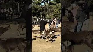 Nara Deer Daily Life 🦌 #narapark