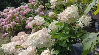 ГОРТЕНЗИИ !🏵️🌸СМОТРИМ 🙋🤗
