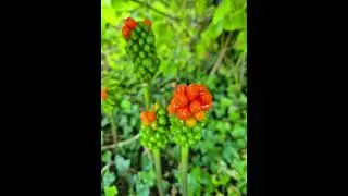 Did You Know? Arum tachet&eacute; ou gouet (Arum maculatum)