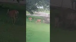 Triplets Deer On Our Yard | Triplets Are Rare For Deer