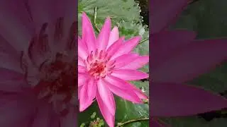 Nymphaea pubescens / Pink water lilly / රතු ඕලු / Ratu olu