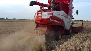 СКОС ПШЕНИЧНОГО ЖИТА КИТАЙСКИМ КОМБАЙНОМ