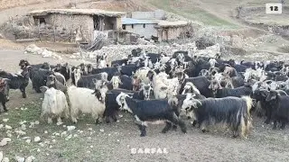 Part 12 - Sheep and shepherds are waiting in the village among beautiful stone houses🛖❤️🤩🐏