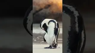 Penguin Grooming||African Penguin🐧🐧#shorts #penguin #africanpenguin