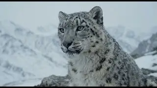 Rare Himalayan Snow Leopard ASMR | Silent Predator in the Mountains