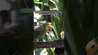Endangered Species Day: the Yellow-headed Parrot